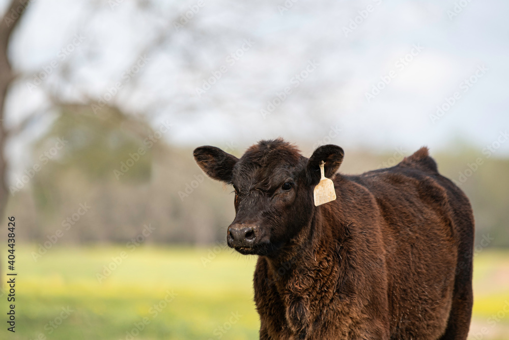 Young black Angus calf with defocused background Young black Angus calf with defocused background