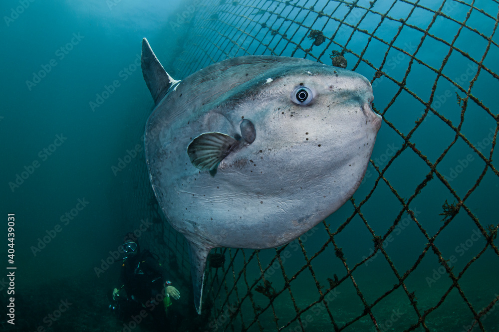 Giant Sunfish Mola Mola and Diver Underwater in Japan Stock Photo ...