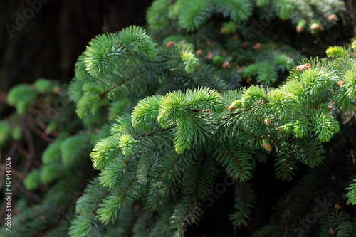Green evergreen background.