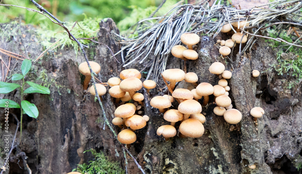 Mushrooms in the forest, autumn forest, moss, needles from Christmas trees, sun. Mushrooms in the forest, autumn forest, moss, needles from Christmas trees, sun.