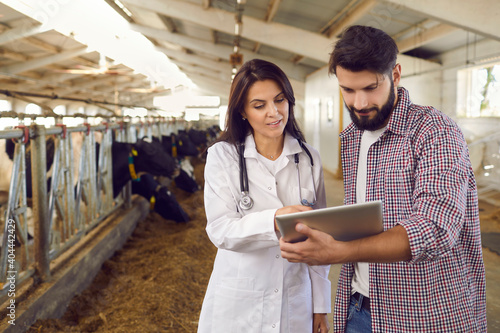 Photography Veterinarian caring for cows on a dairy farm shows data on a digital tablet to the farm owner