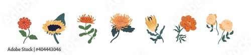Set of fall garden flowers isolated on white background. Gorgeous autumn floral plants of zinnia, sunflower, chrysanthemum, protea and peony rose. Colorful flat vector illustration