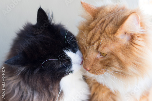 Portrait of two beautiful black, white and orange long-haired Norwegian Forest Cat, sitting in front of camera and isolated on white background © Diogo Oliveira