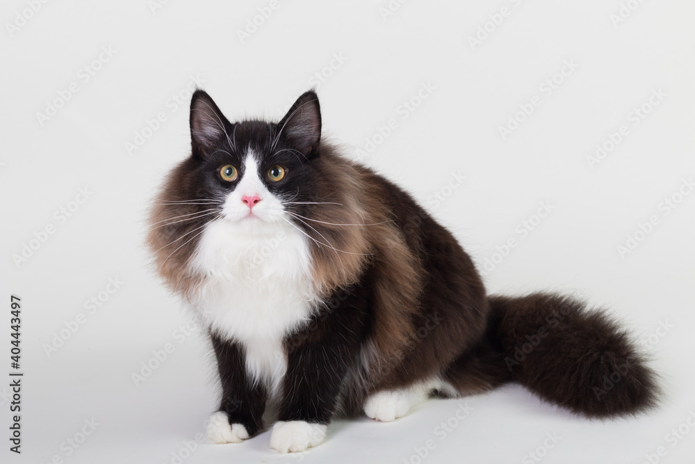 Portrait of beautiful black and white long-haired Norwegian Forest Cat, sitting in front of camera and isolated on white background Portrait of beautiful black and white long-haired Norwegian Forest Cat, sitting in front of camera and isolated on white background