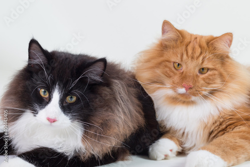 Portrait of two beautiful black, white and orange long-haired Norwegian Forest Cat, sitting in front of camera and isolated on white background