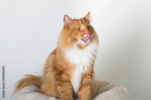Portrait of beautiful white and orange long-haired Norwegian Forest Cat  sitting in front of camera and isolated on white background