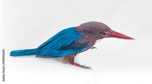 kingfisher bird on a white background,isolated