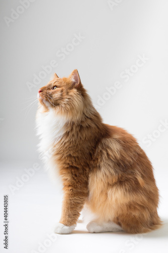 Portrait of beautiful white and orange long-haired Norwegian Forest Cat, sitting in front of camera and isolated on white background