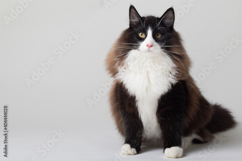 Portrait of beautiful black and white long-haired Norwegian Forest Cat, sitting in front of camera and isolated on white background