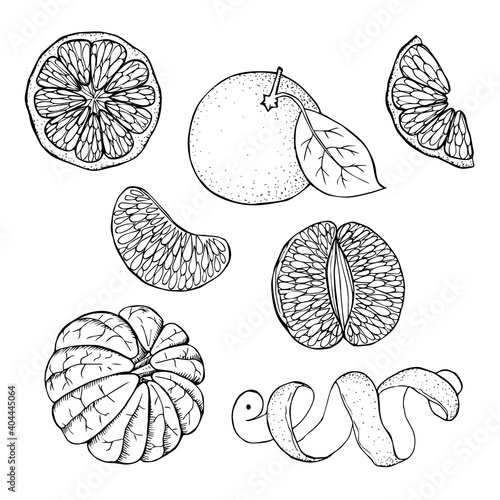 Citrus set. Whole round fruit in a peel circle and semicircular piece peeled wedge and half a ribbon cut peel. Hand drawn black doodle outline. Stock vector illustration isolated on white background.