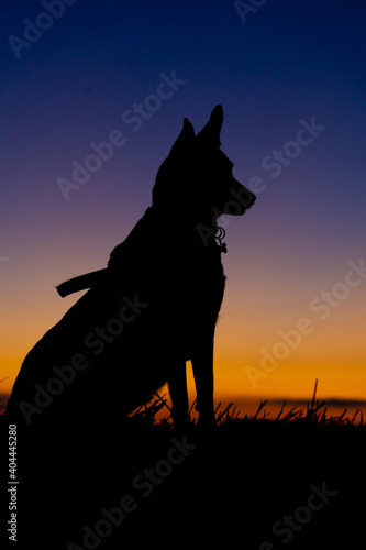 Portrait of a Beautiful German Sheppard standing during sunset, silhouette
