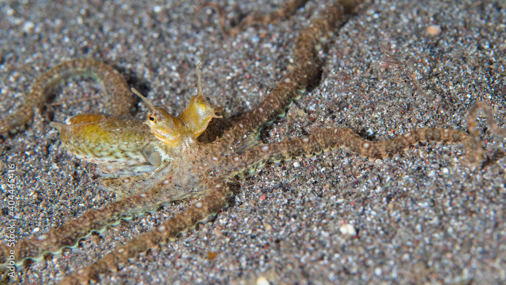 Mimic octopus changing shapes and forms McMicking other animals