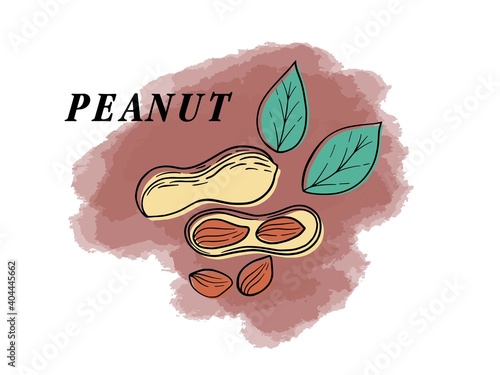 Different types of nuts in shell