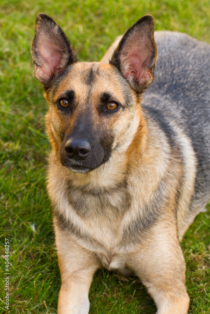 Portrait of beautiful German Sheppard dog, playing in the backward garden Portrait of beautiful German Sheppard dog, playing in the backward garden