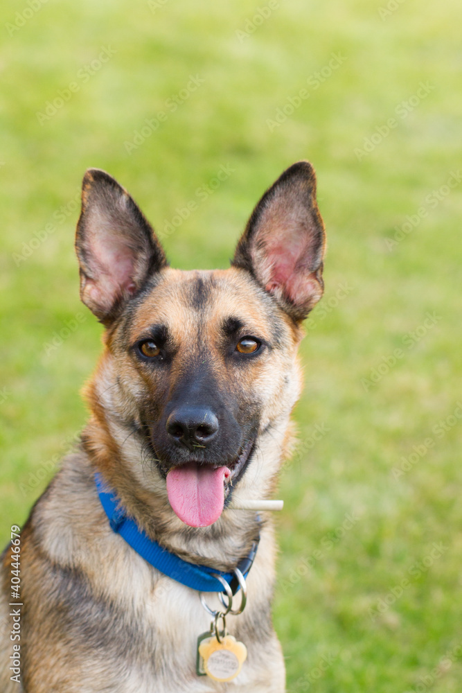 Portrait of beautiful German Sheppard dog, playing in the backward garden Portrait of beautiful German Sheppard dog, playing in the backward garden