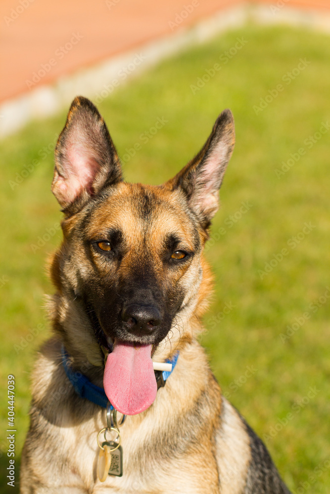 Portrait of beautiful German Sheppard dog, playing in the backward garden Portrait of beautiful German Sheppard dog, playing in the backward garden