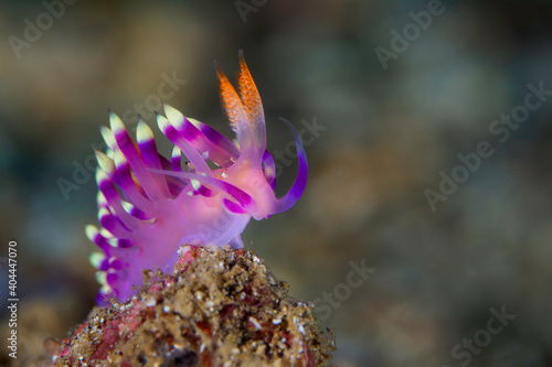Flabellina nudibranch on coral reef