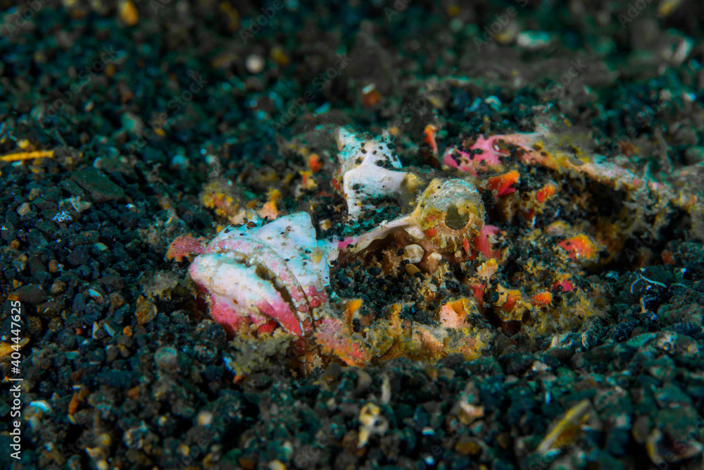 Close up detail of scorpionfish camouflaging with its surroundings on coral reef Close up detail of scorpionfish camouflaging with its surroundings on coral reef
