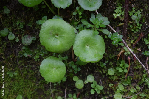 Green wall pennywort (Umbilicus rupestris) photo