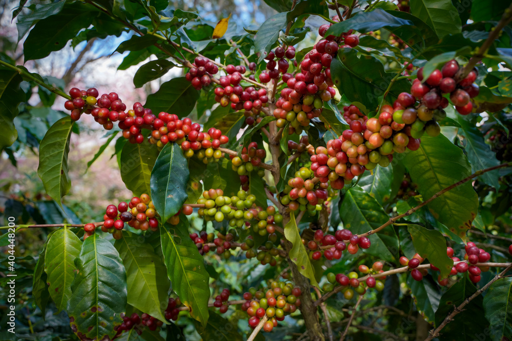 Raw or ripe red branch of Arabica and Robusta and organic coffee berries beans on tree. Farmer crop fruit at farm in Java.