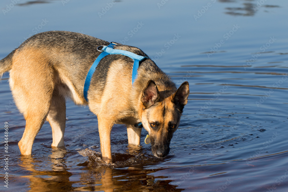 Portrait of a Beautiful German Sheppard playing and running on the beach Portrait of a Beautiful German Sheppard playing and running on the beach