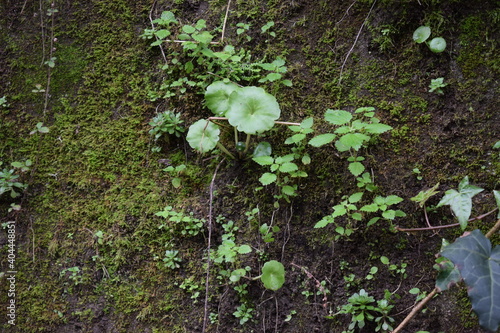 Green wall pennywort (Umbilicus rupestris) photo