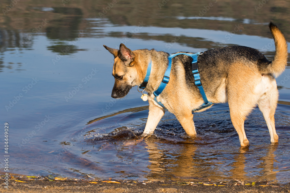 Portrait of a Beautiful German Sheppard playing and running on the beach Portrait of a Beautiful German Sheppard playing and running on the beach