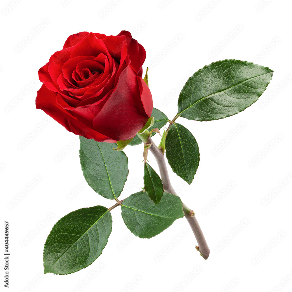 Fototapeta premium red rose isolated on white background, clipping path, full depth of field
