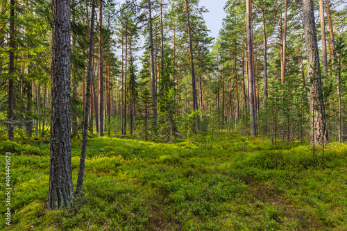 Green coniferous forest © Nikolai Sorokin
