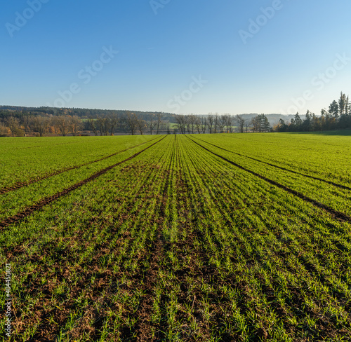 rows of young winter wheat on field in autumn in front of trees in distance