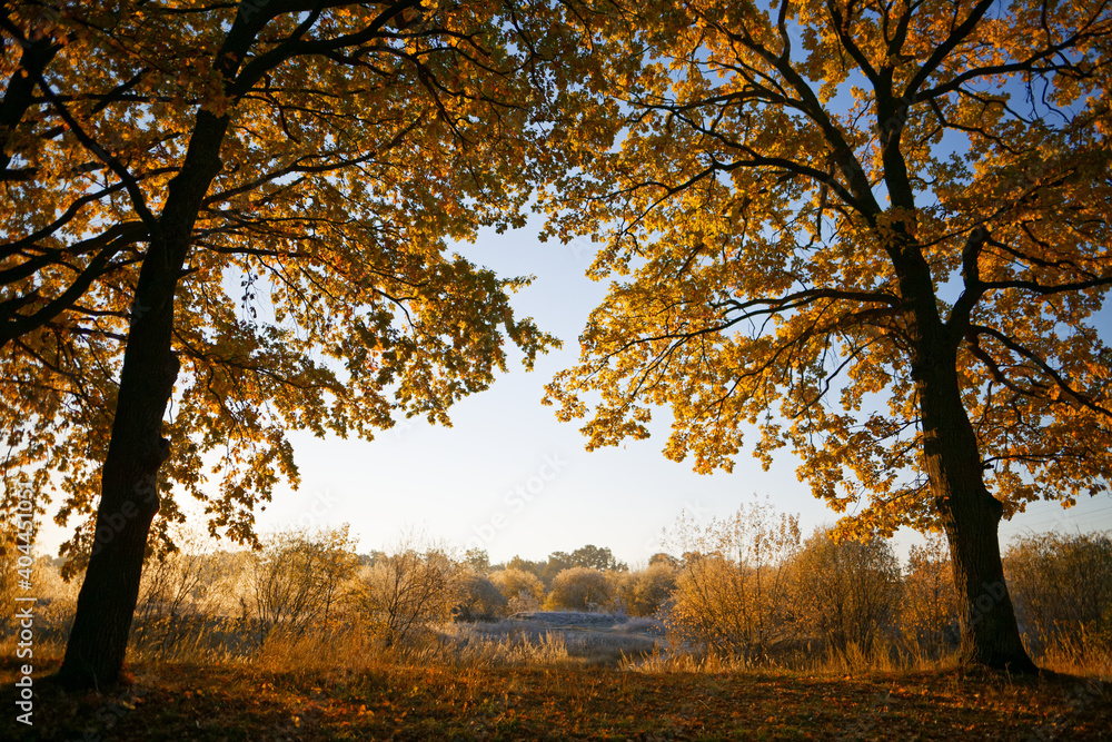 Fototapeta premium oak grove in autumn in the rays of dawn
