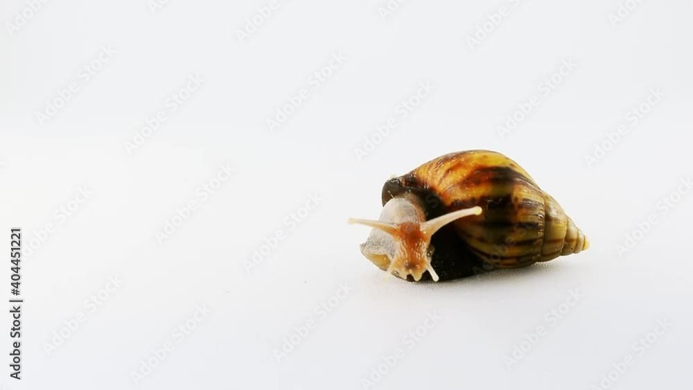Garden snail on white background isolated. moved like a model, crept across the white surface and stuck out hornlike eyes Garden snail on white background isolated. moved like a model, crept across the white surface and stuck out hornlike eyes