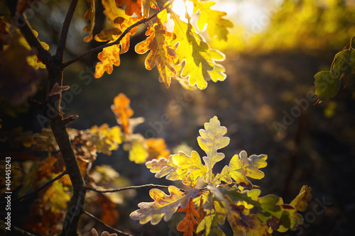 oak grove in autumn in the rays of dawn