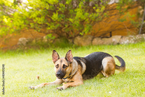 Portrait of beautiful German Sheppard dog, playing in the backward © Diogo Oliveira