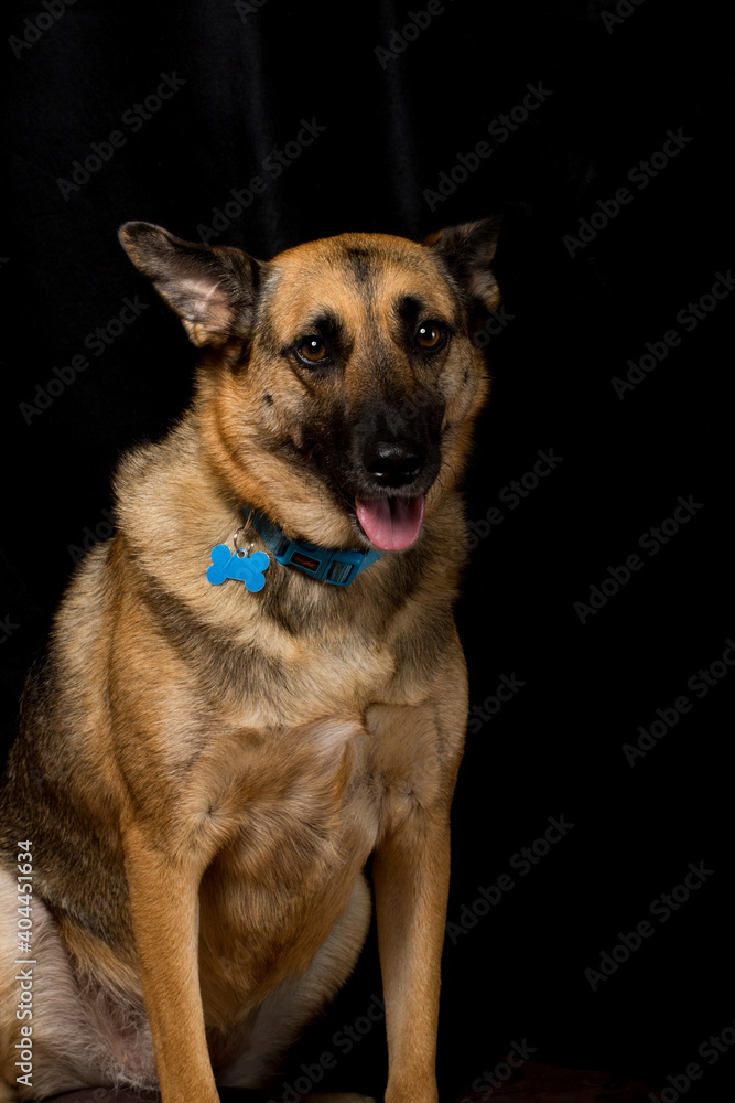 Portrait of beautiful German Sheppard dog, walking in a beautiful magical mountain forest with warm sunbeams sun’s rays light with flare illuminating the subject.