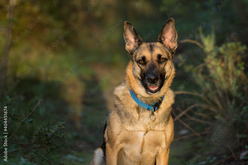 Portrait of beautiful German Sheppard dog, walking in a beautiful magical mountain forest with warm sunbeams sun’s rays light with flare illuminating the subject. Portrait of beautiful German Sheppard dog, walking in a beautiful magical mountain forest with warm sunbeams sun’s rays light with flare illuminating the subject.