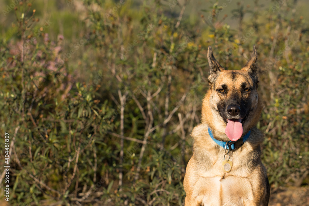 Portrait of beautiful German Sheppard dog, walking in a beautiful magical mountain forest with warm sunbeams sun’s rays light with flare illuminating the subject. Portrait of beautiful German Sheppard dog, walking in a beautiful magical mountain forest with warm sunbeams sun’s rays light with flare illuminating the subject.