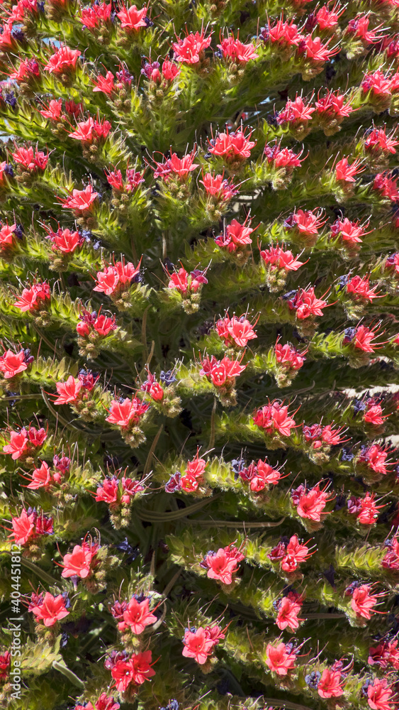 Close-up of inflorescence of Echium wildpretii, also known as Tajinaste rojo flower, protected endemic biennial plant growing at high altitude in Teide National Park, Tenerife, Canary Islands, Spain Close-up of inflorescence of Echium wildpretii, also known as Tajinaste rojo flower, protected endemic biennial plant growing at high altitude in Teide National Park, Tenerife, Canary Islands, Spain