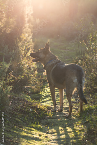 Portrait of beautiful German Sheppard dog, walking in a beautiful magical mountain forest with warm sunbeams sun’s rays light with flare illuminating the subject.