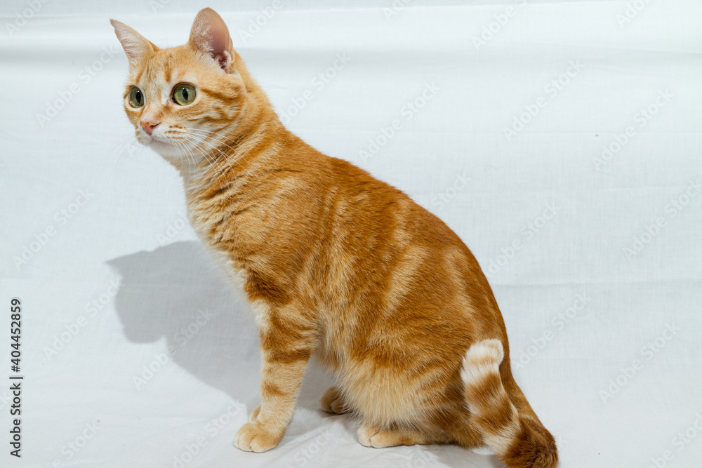 A Beautiful Domestic Orange Striped cat sitting in strange, weird, funny position. Animal portrait against white background. A Beautiful Domestic Orange Striped cat sitting in strange, weird, funny position. Animal portrait against white background.