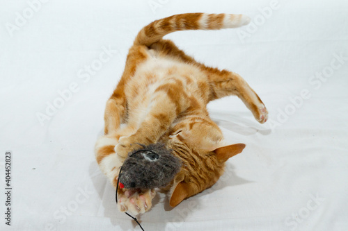 Fototapeta Naklejka Na Ścianę i Meble -  A Beautiful Domestic Orange Striped cat Jumping and playing with a toy mouse, mid-air in strange, weird, funny positions. Animal portrait against white background
