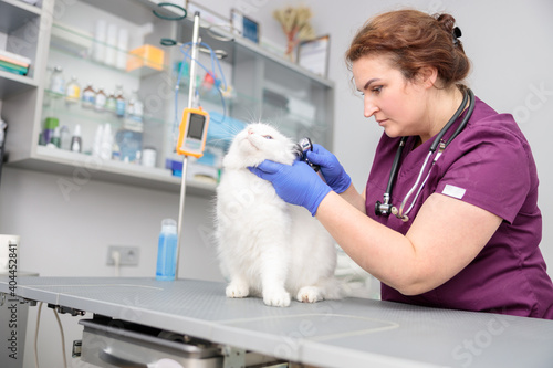 Fototapeta Naklejka Na Ścianę i Meble -  confident doctor is doing medical treatment of a cat in modern veterinary clinic