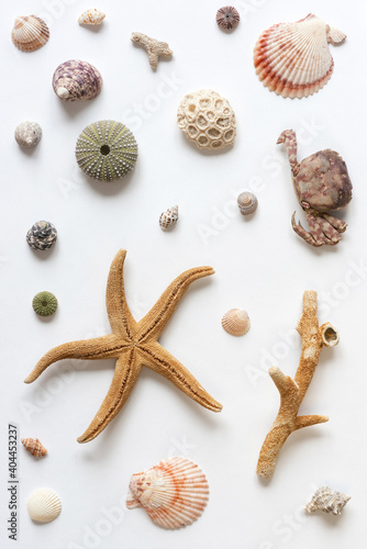 Various shells and corals on a white backdrop. Natural marine theme background with copy space.