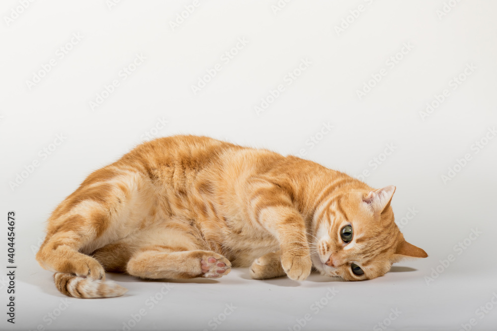 A Beautiful Domestic Orange Striped cat laying down in strange, weird, funny positions. Animal portrait against white background. A Beautiful Domestic Orange Striped cat laying down in strange, weird, funny positions. Animal portrait against white background.