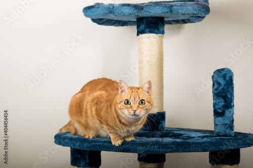A Beautiful Domestic Orange Striped cat in strange, weird, funny positions lying at a scratching post. Animal portrait against white background.