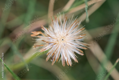 The grass flowers at the farm