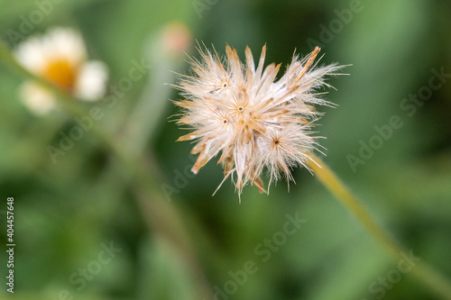 The grass flowers at the farm