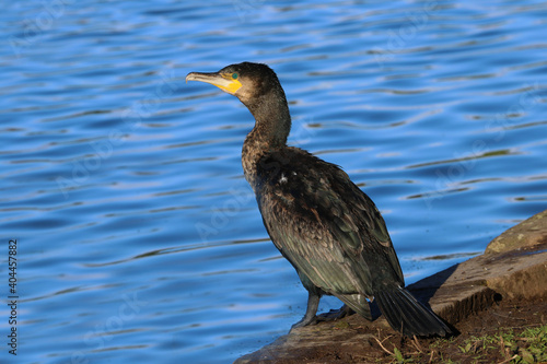 Close up of an adult Cormorant (Phalacrocorax carbo) standing by the side of  lake