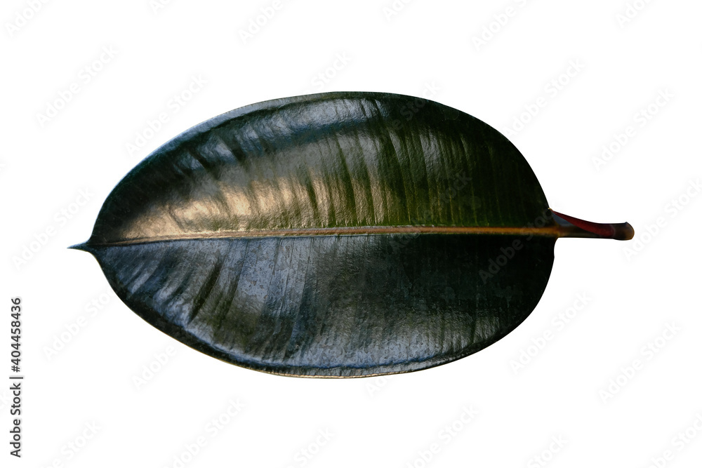 closeup Leaf Rubber Plant closeup Leaf Rubber Plant