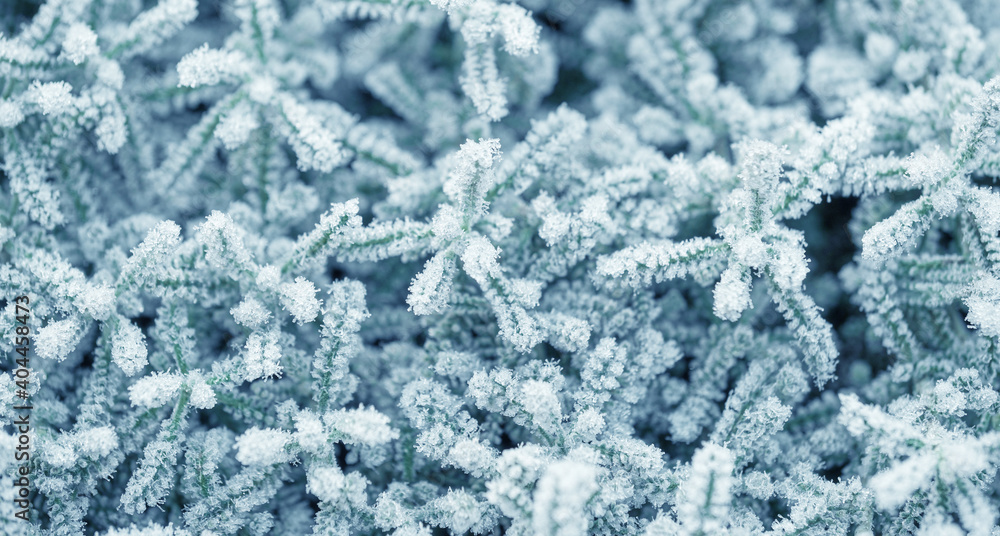 background with frozen plants covered with frost background with frozen plants covered with frost